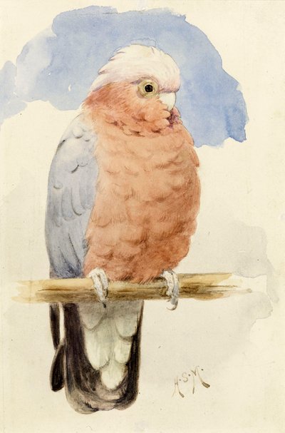 A Rose Breasted Cockatoo, c.1890 by Henry Stacey Marks